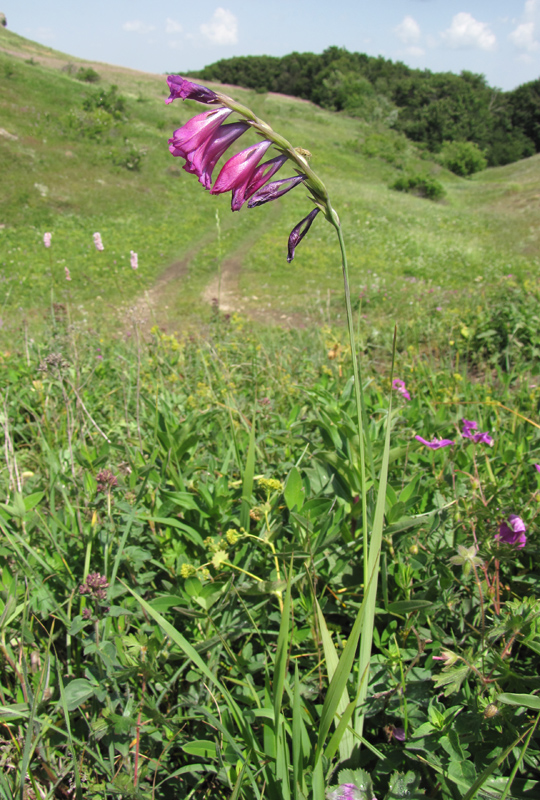 Image of Gladiolus imbricatus specimen.