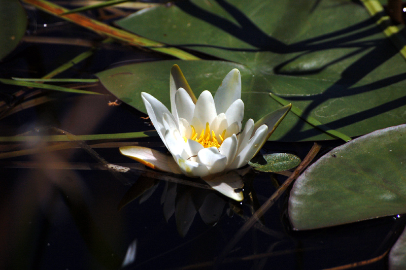 Image of Nymphaea candida specimen.