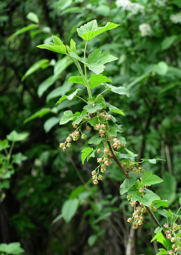 Изображение особи Ribes nigrum.