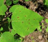 Populus tremula. Лист с поражениями. Архангельская обл., Вельский р-н, старый карьер. 01.07.2011.