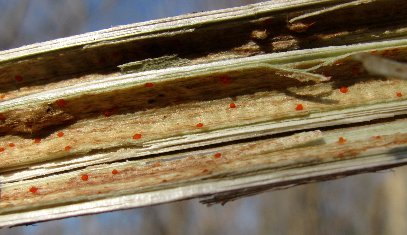 Image of Urtica dioica specimen.