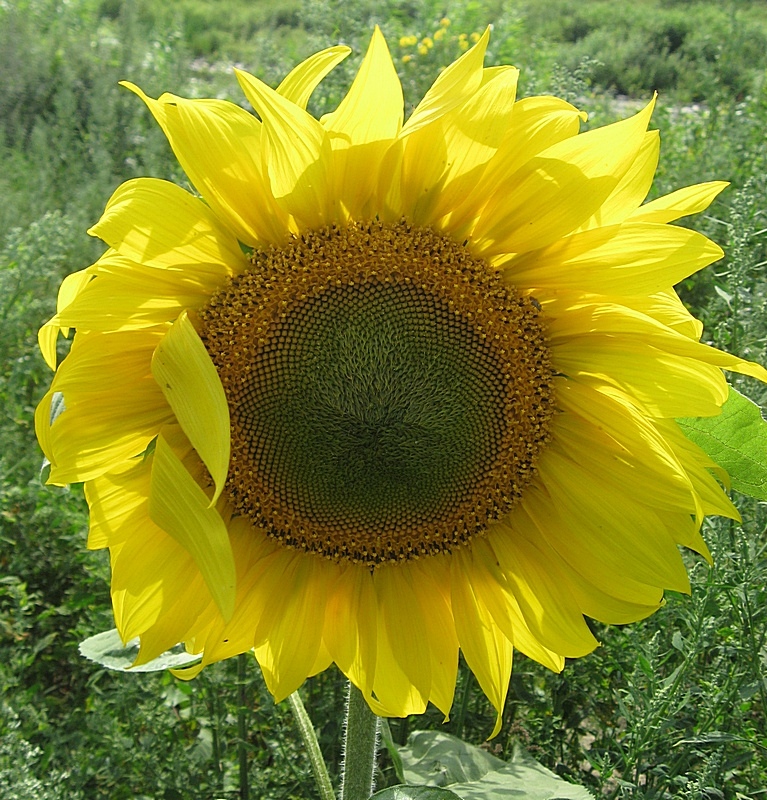 Изображение особи Helianthus annuus.