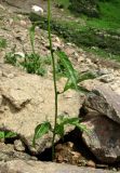 Cardamine bulbifera. Нижняя часть цветущего и плодоносящего растения. Краснодарский край, хр. Аибга, ≈ 2300 м н.у.м, каменистое место. 02.07.2015.