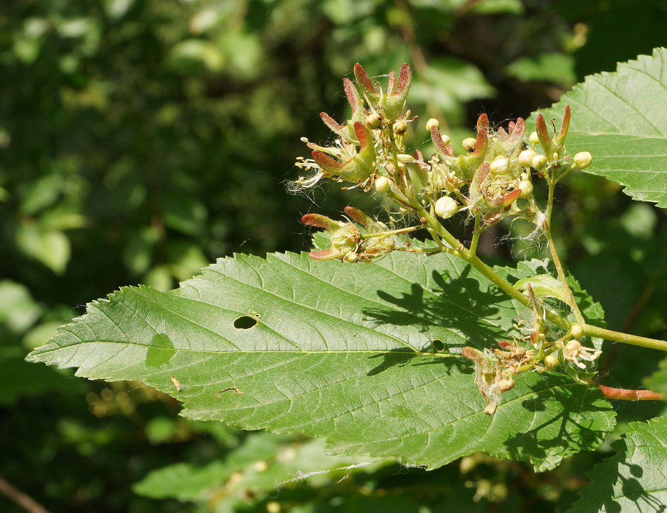 Изображение особи Acer tataricum.