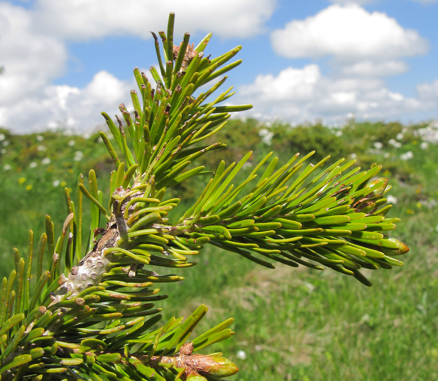 Image of Abies nordmanniana specimen.