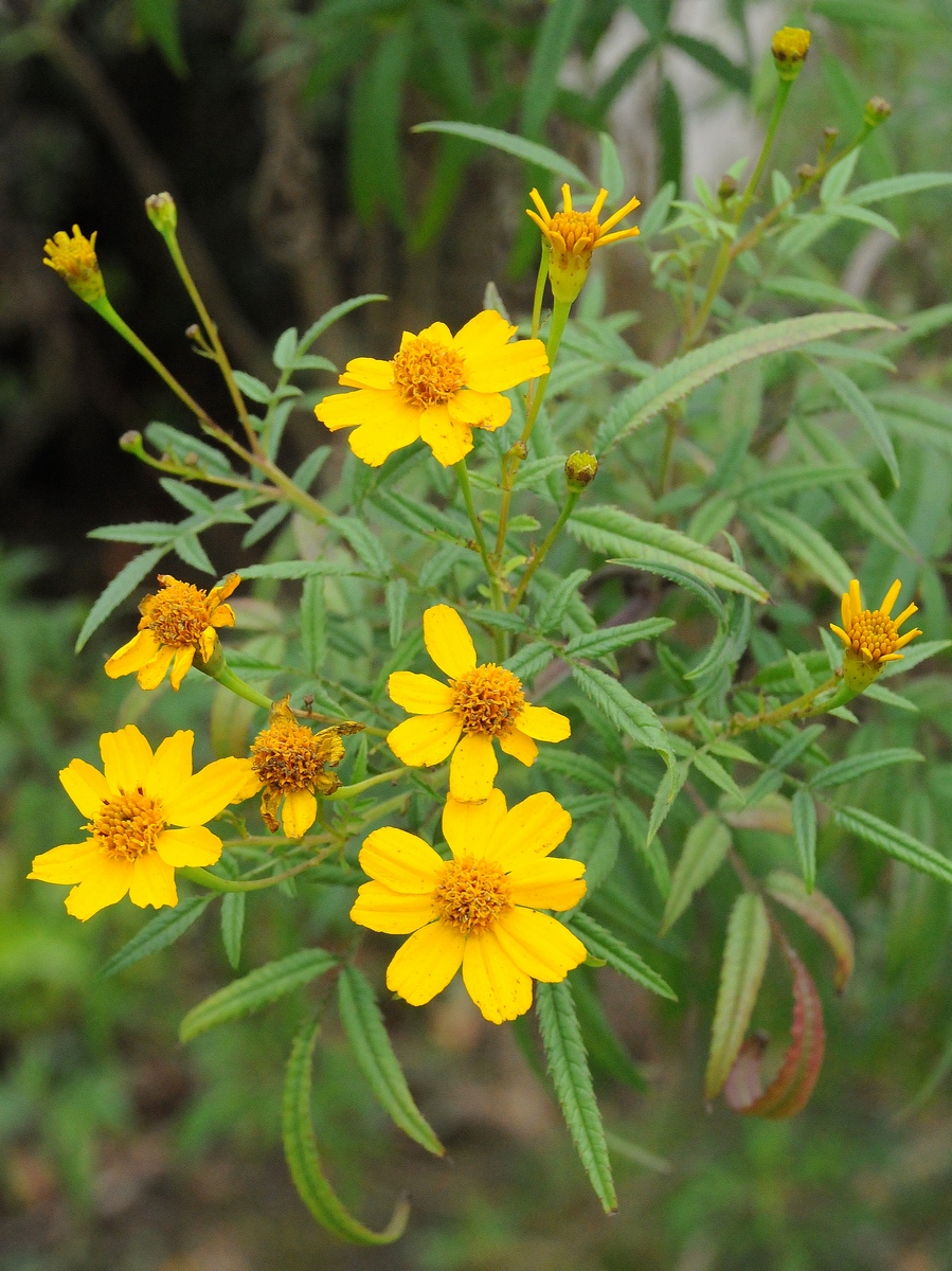 Image of Tagetes lemmonii specimen.