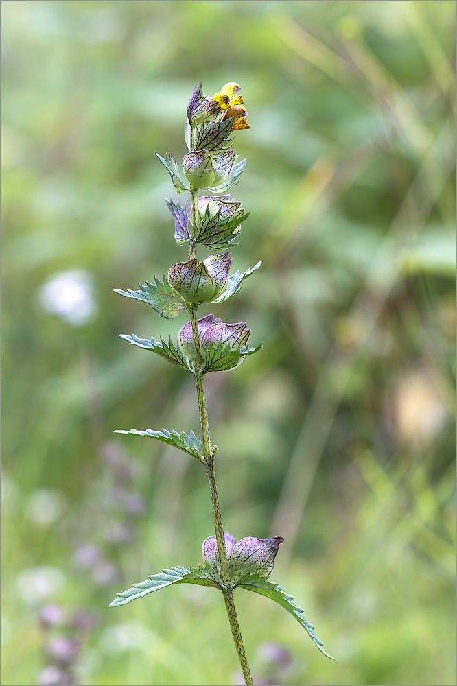 Image of Rhinanthus minor specimen.