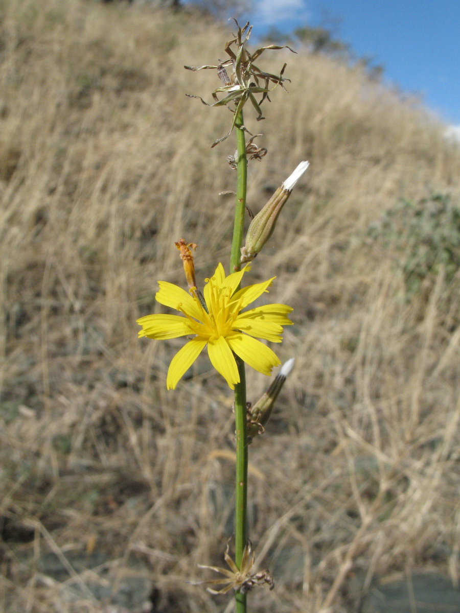 Image of genus Chondrilla specimen.