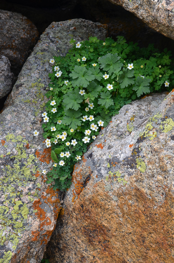 Изображение особи Paropyrum anemonoides.