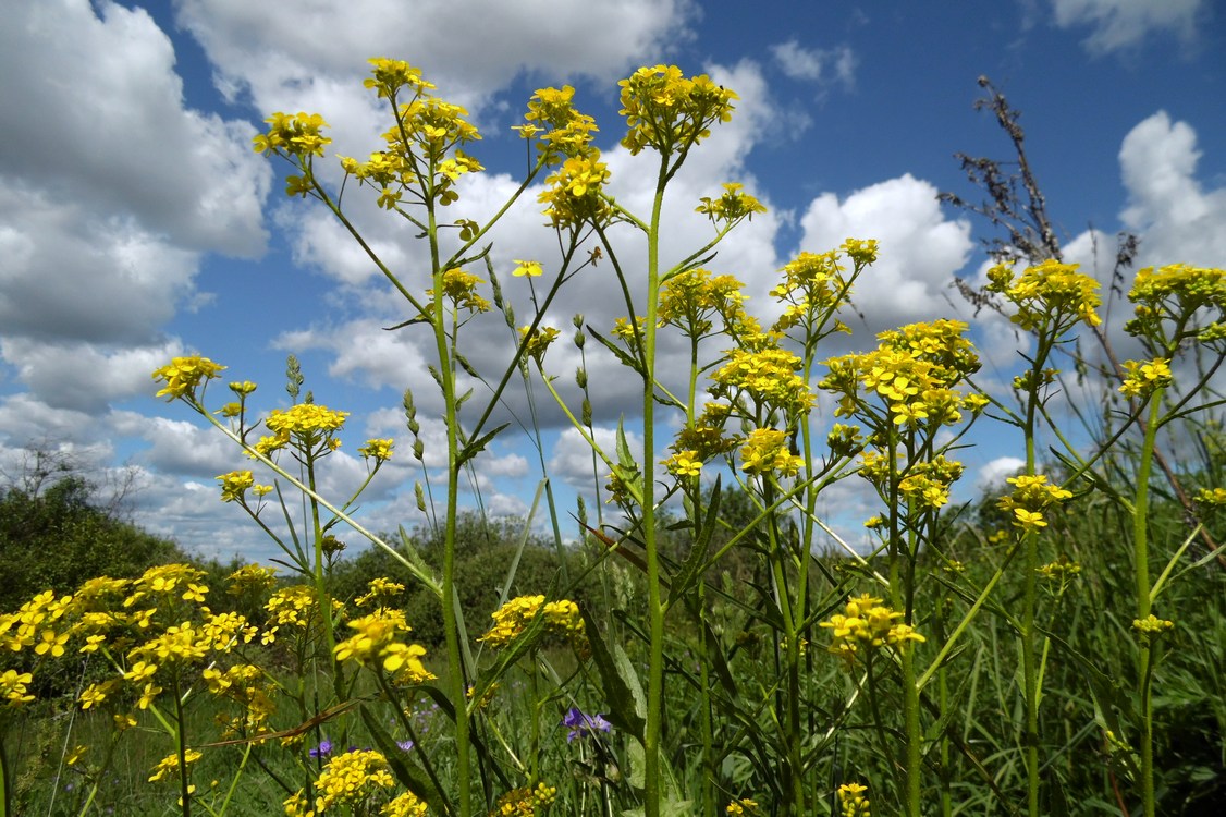 Image of Bunias orientalis specimen.