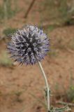 Echinops albicaulis. Соцветие. Казахстан, Алматинская обл., возле вдхр. Капчагай. 03.07.2009.