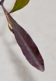Dodonaea viscosa. Лист; var. purpurea. Израиль, Шарон, пос. Кфар Шмариягу, в культуре в озеленении. 18.02.2015.