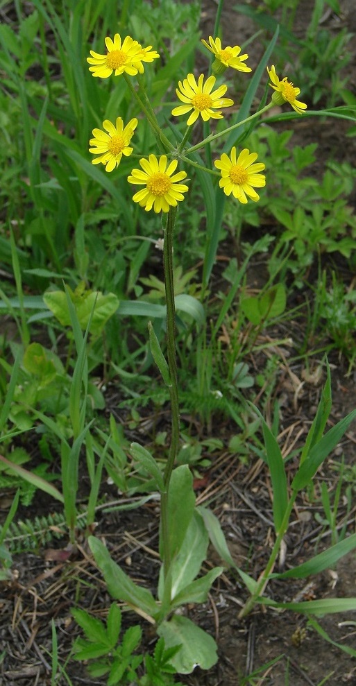 Image of Tephroseris integrifolia specimen.