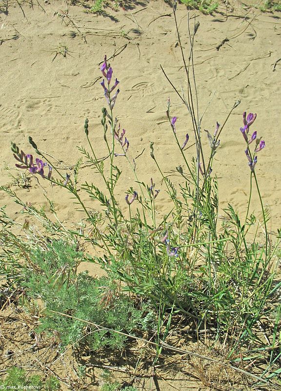 Image of Astragalus varius specimen.