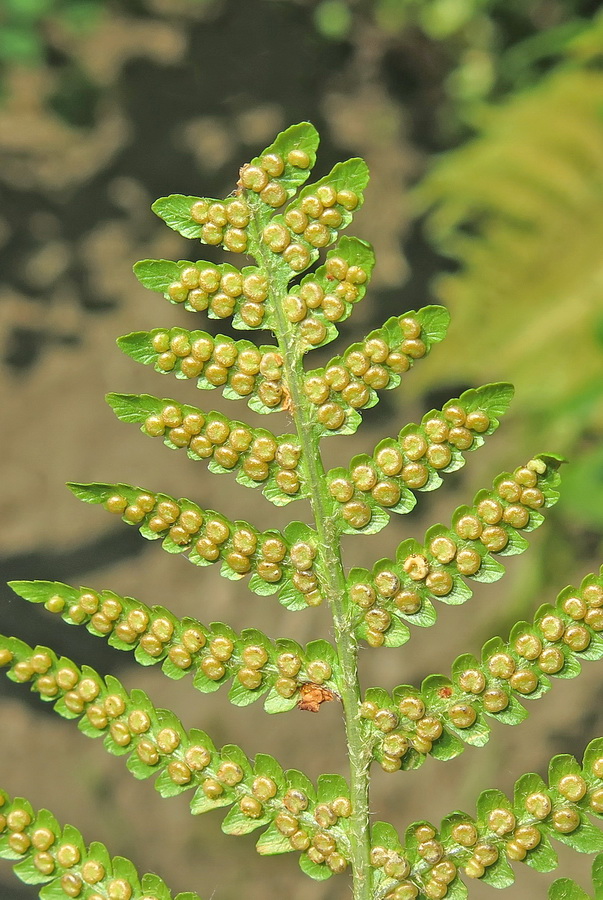 Image of Dryopteris crassirhizoma specimen.