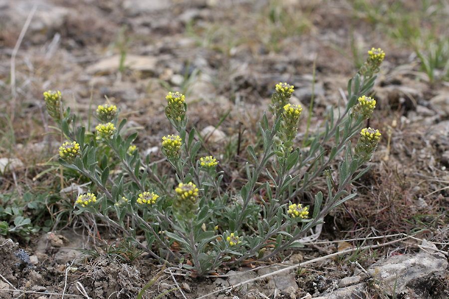 Image of Alyssum turkestanicum var. desertorum specimen.