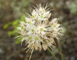 Смотреть изображение Allium savranicum