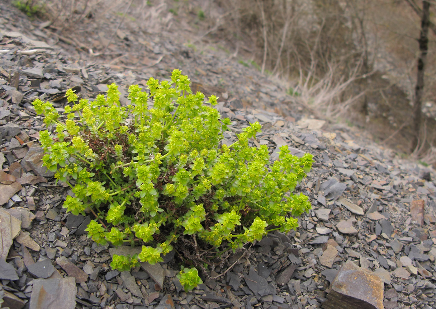 Изображение особи Cruciata laevipes.