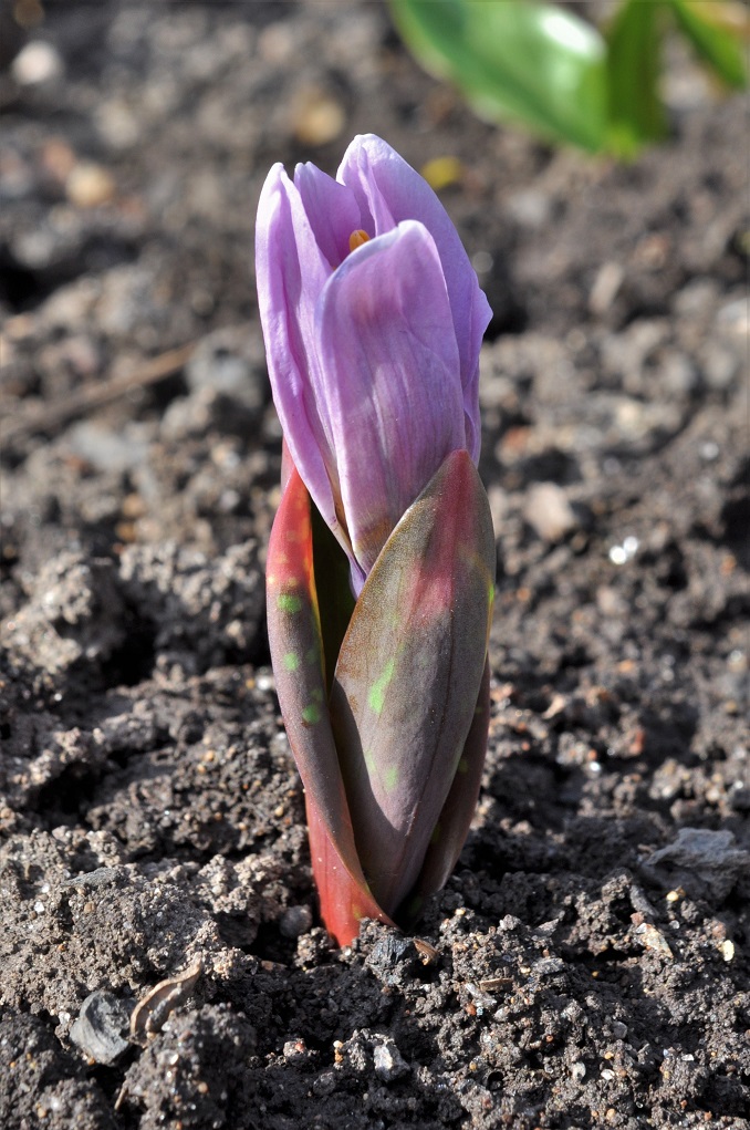 Изображение особи Erythronium sibiricum.