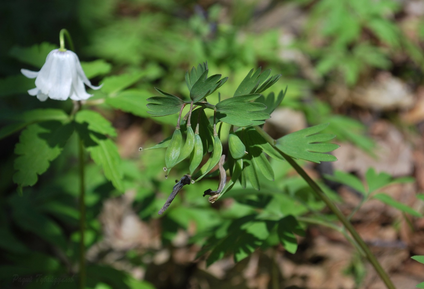 Image of Corydalis solida specimen.