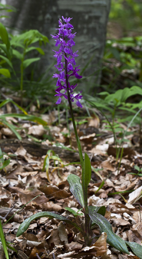 Image of Orchis mascula specimen.