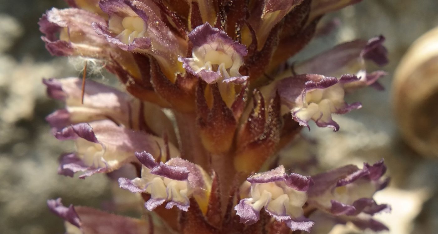 Изображение особи Orobanche grenieri.