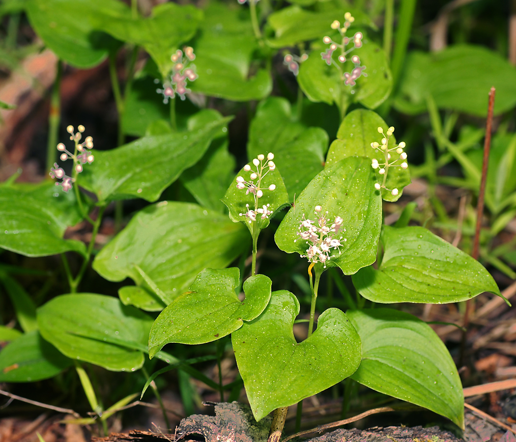 Изображение особи Maianthemum bifolium.