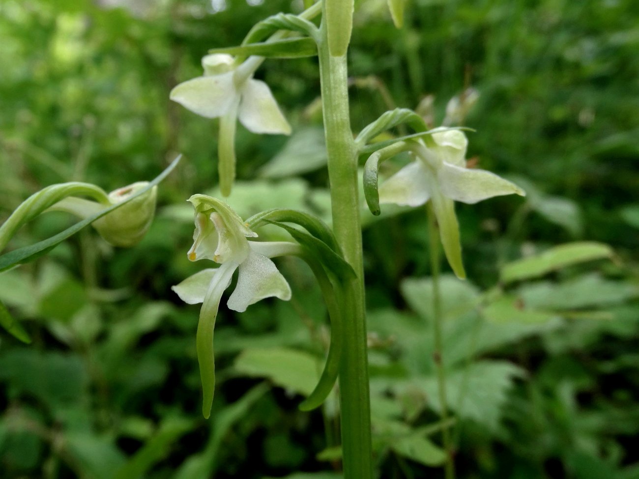 Изображение особи Platanthera densa.