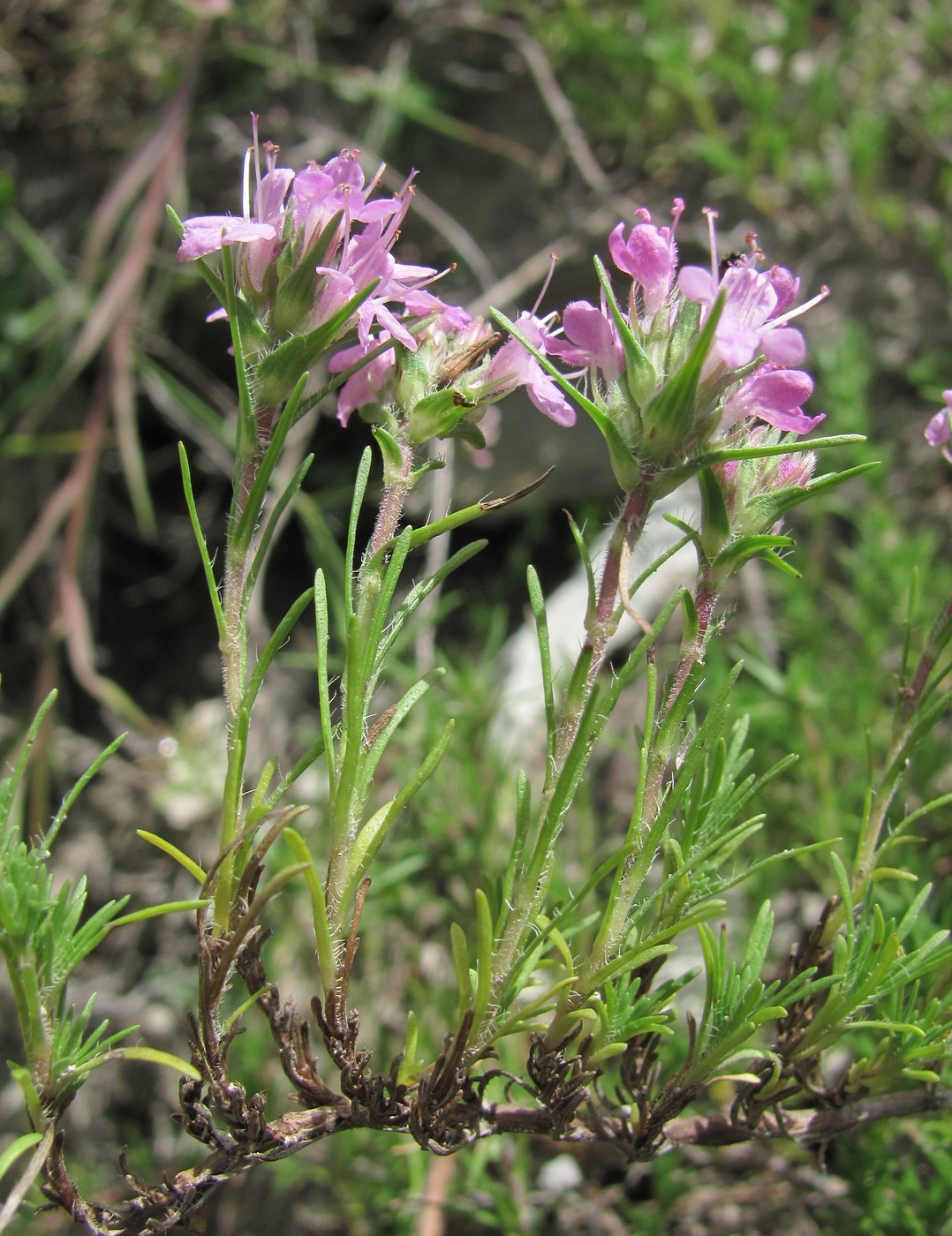 Изображение особи Thymus helendzhicus.