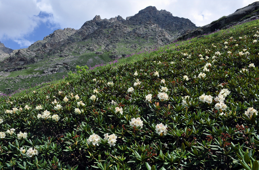 Изображение особи Rhododendron caucasicum.