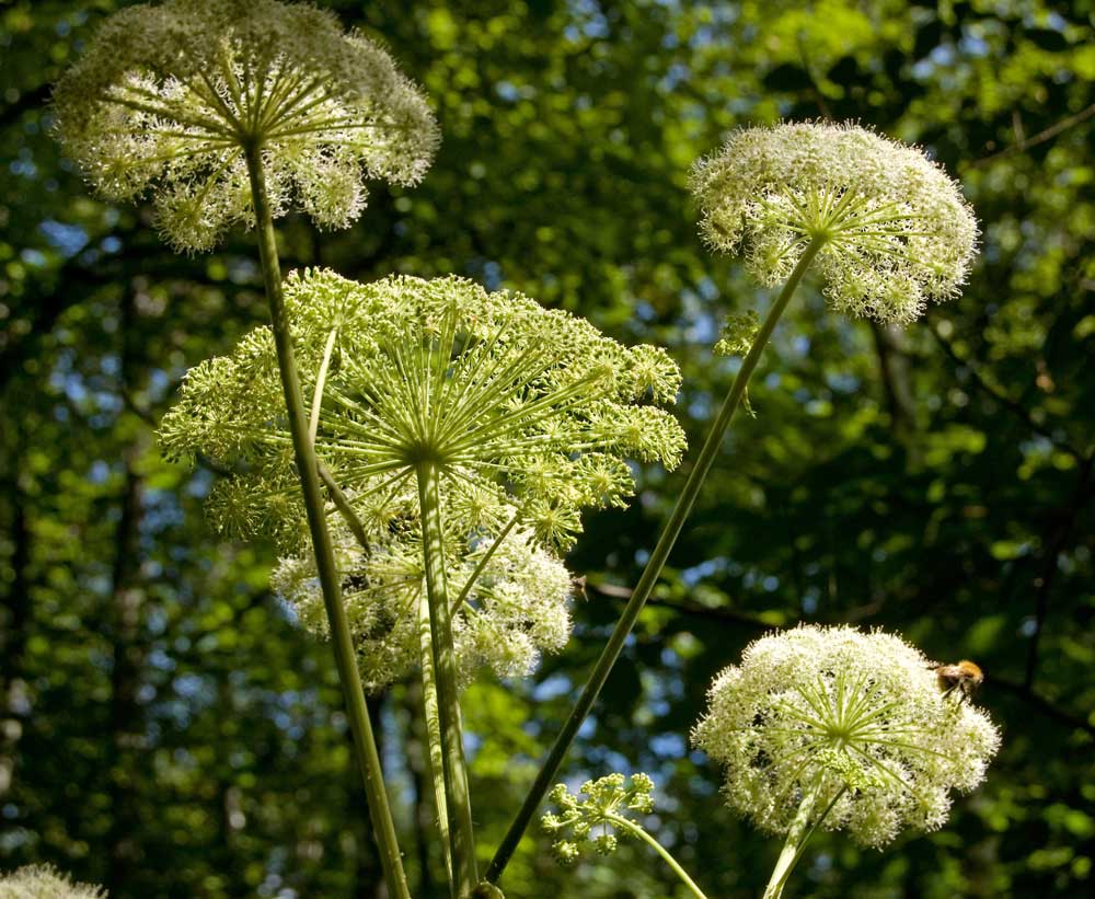 Image of familia Apiaceae specimen.