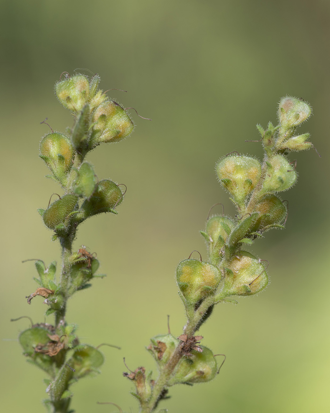 Image of Veronica officinalis specimen.