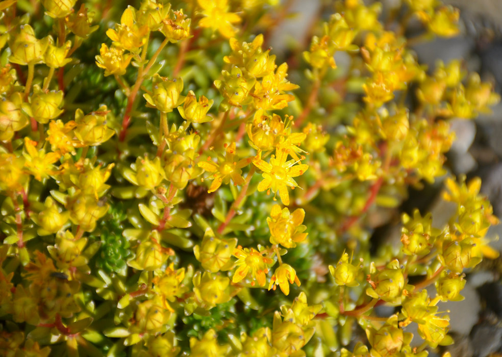 Image of Saxifraga aizoides specimen.