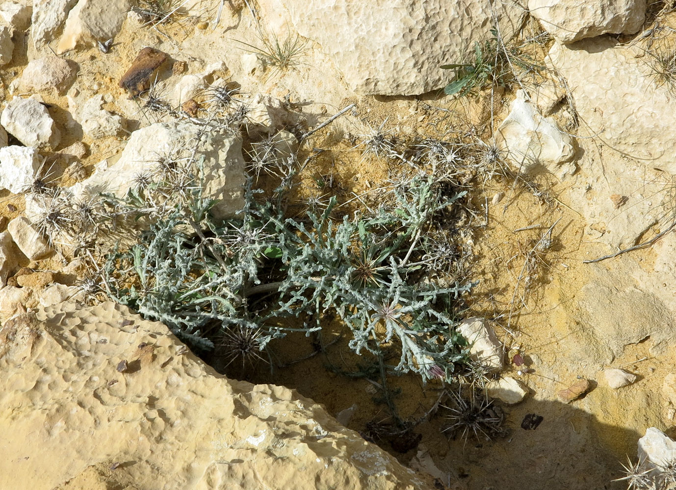 Image of Centaurea aegyptiaca specimen.