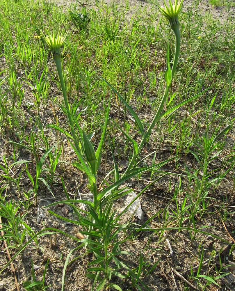 Изображение особи Tragopogon dubius ssp. major.