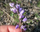 Polygala cretacea