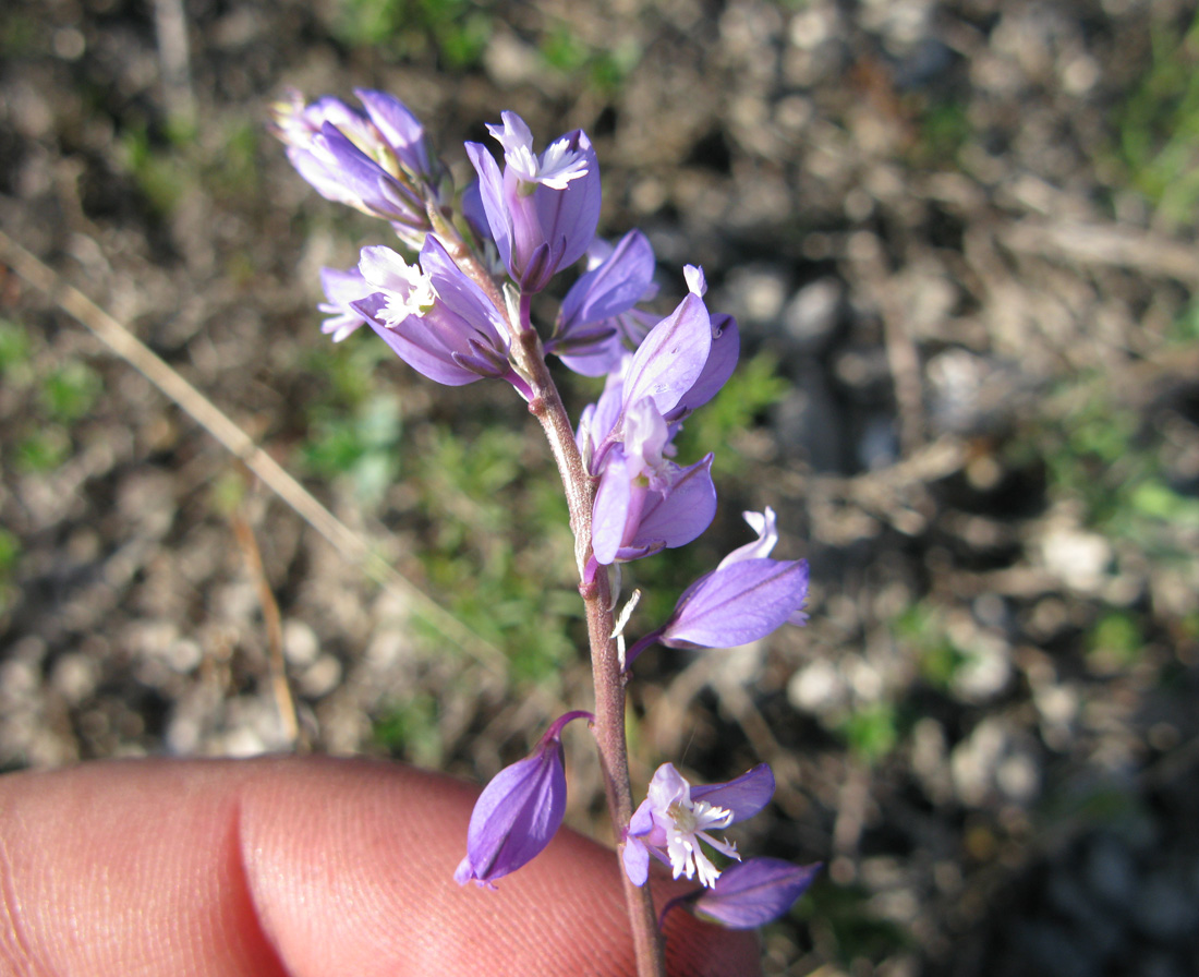 Изображение особи Polygala cretacea.