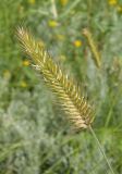 Agropyron pectinatum. Колос. Украина, Запорожский р-н, Дурная балка, разнотравная степь. 18.06.2016.