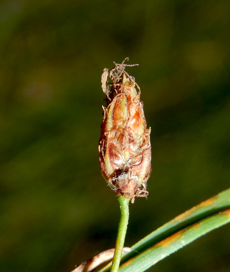 Image of Schoenoplectus tabernaemontani specimen.