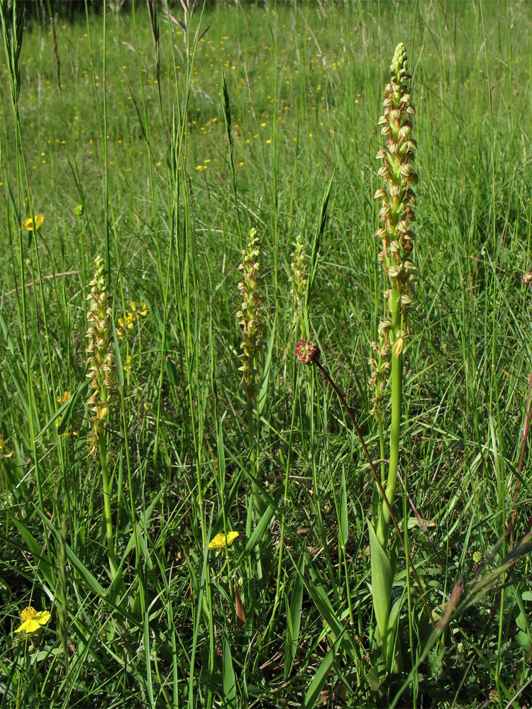 Image of Orchis anthropophora specimen.