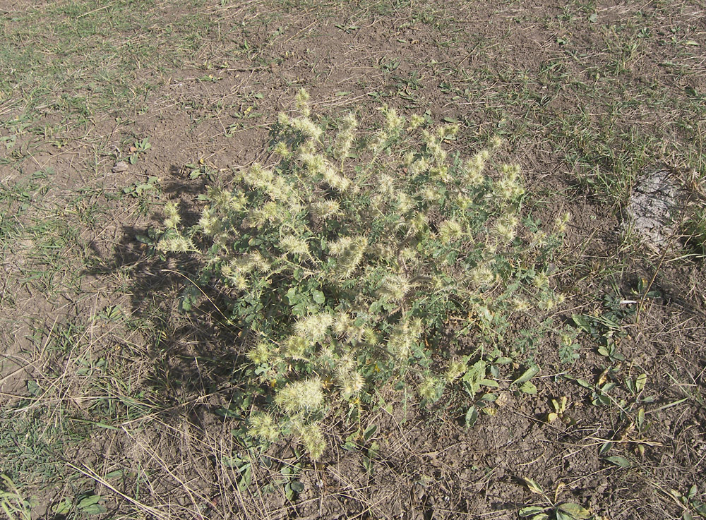 Image of Solanum cornutum specimen.