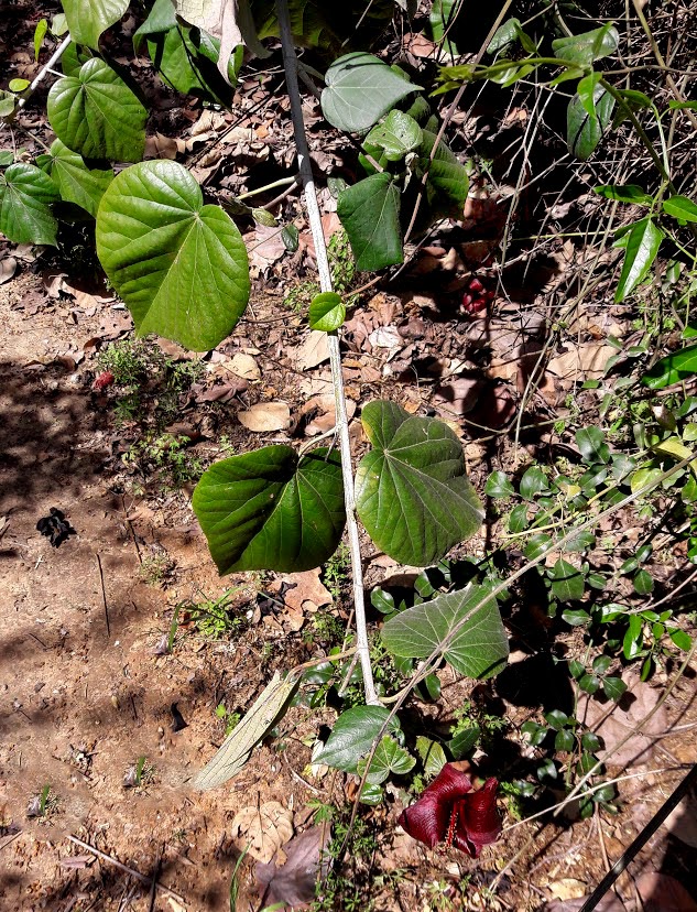 Image of Hibiscus elatus specimen.