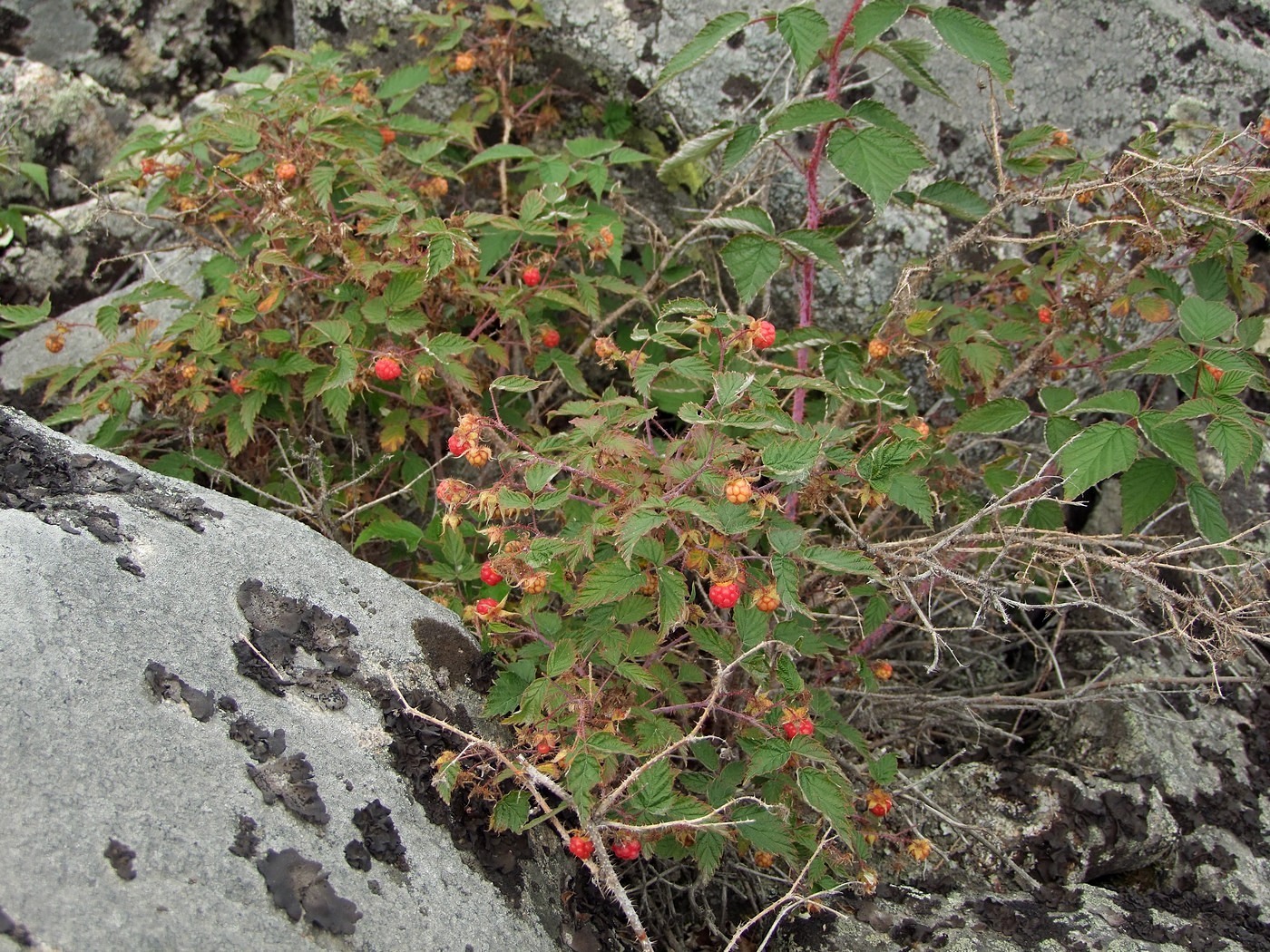 Изображение особи Rubus matsumuranus.