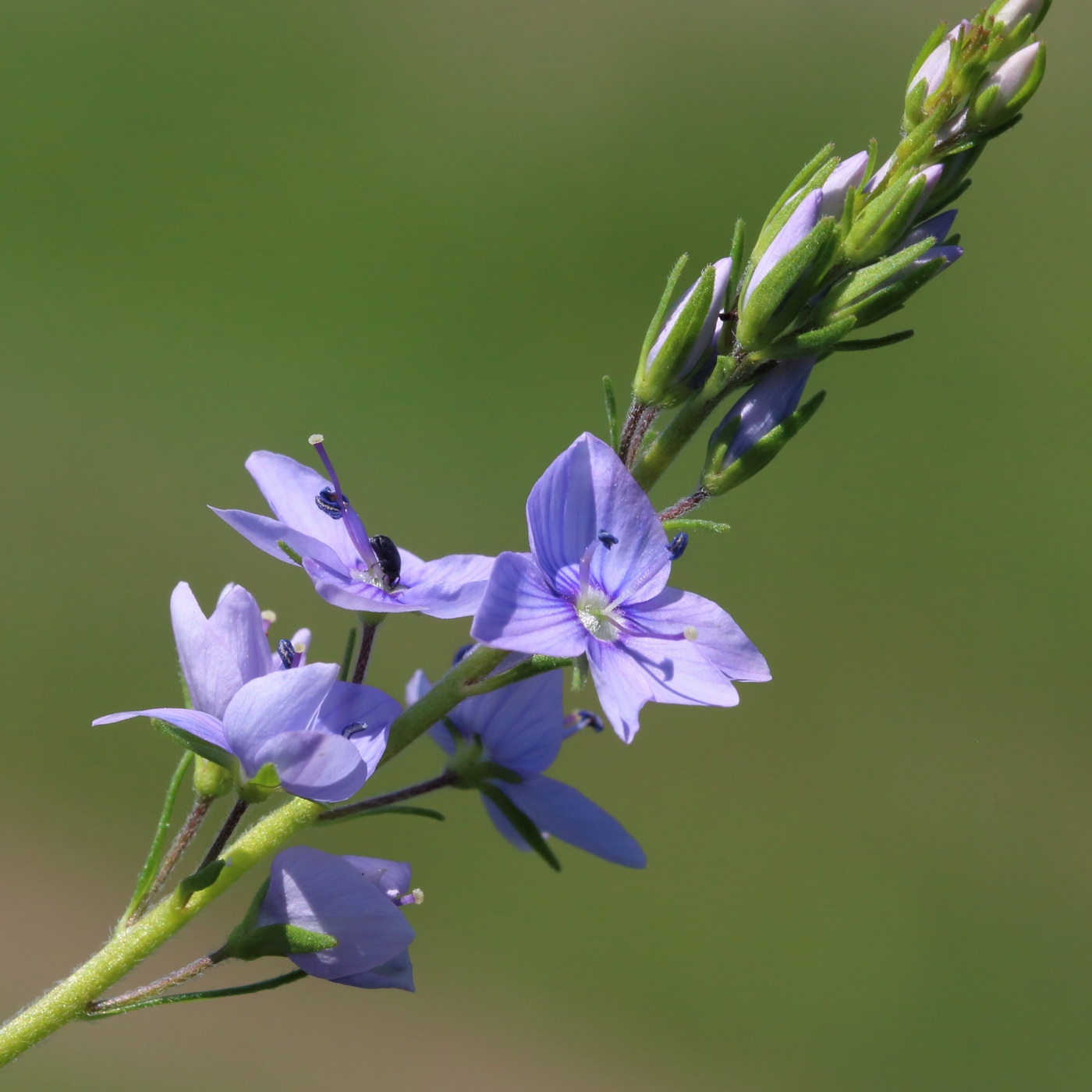 Image of Veronica multifida specimen.