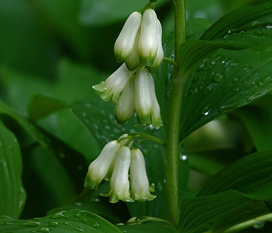 Image of Polygonatum multiflorum specimen.