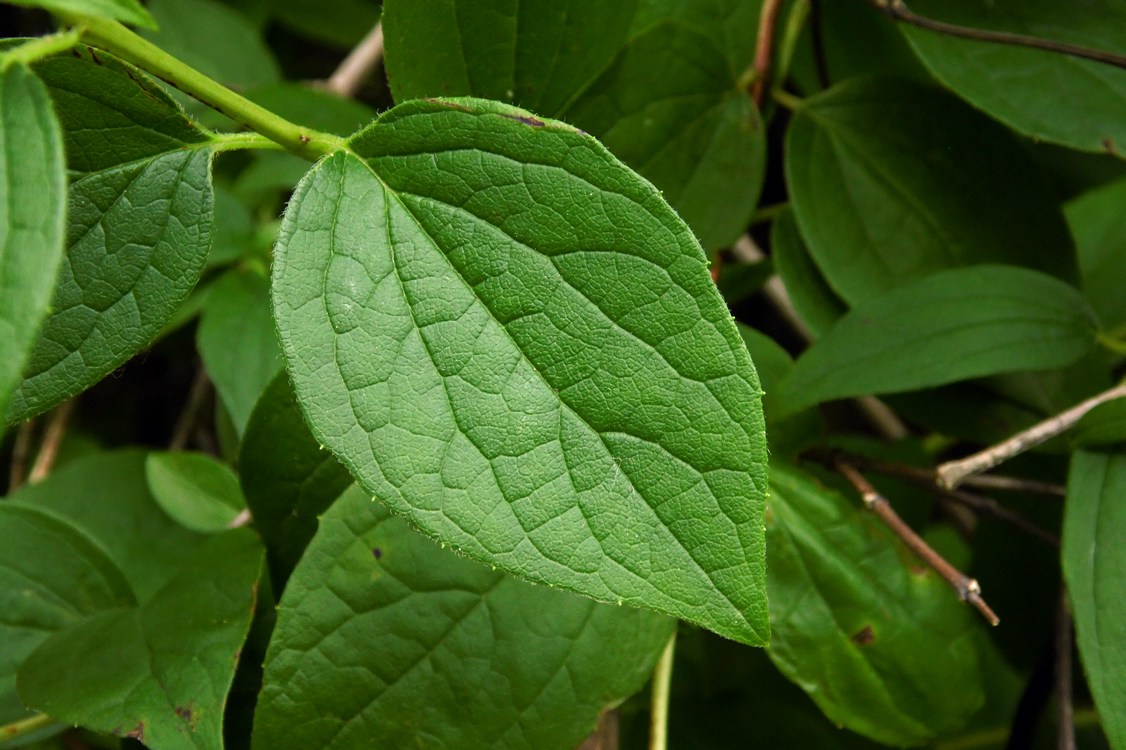 Image of Philadelphus caucasicus specimen.