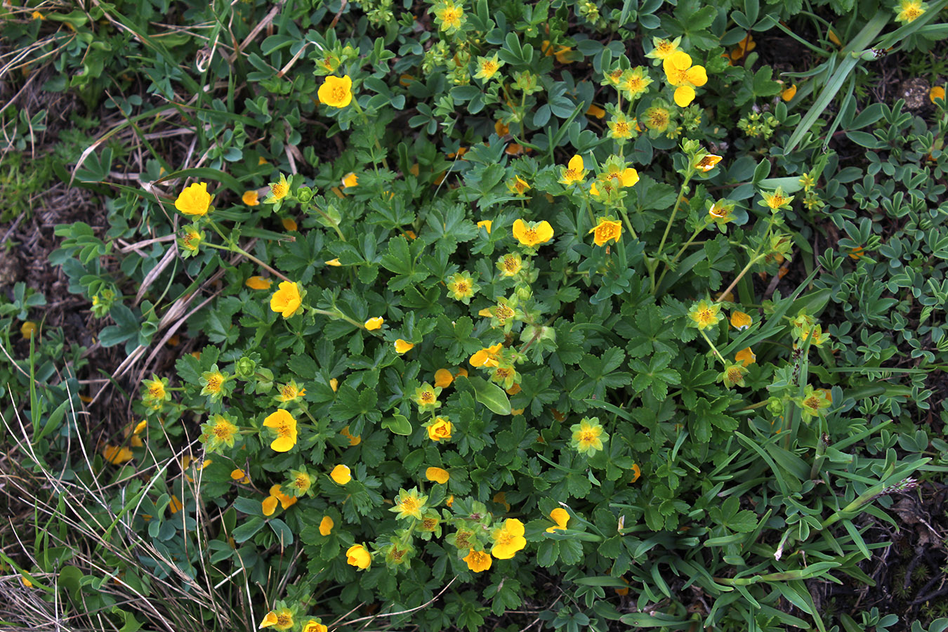 Image of Potentilla ruprechtii specimen.