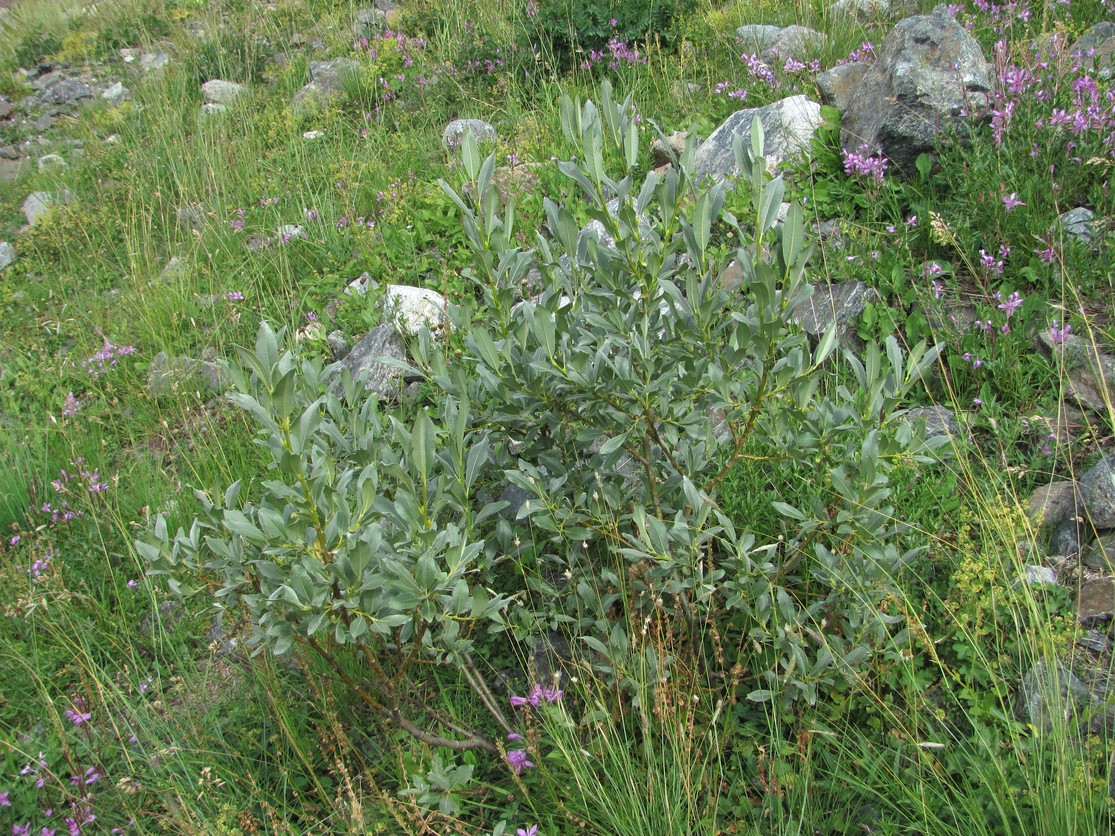 Image of Salix pantosericea specimen.