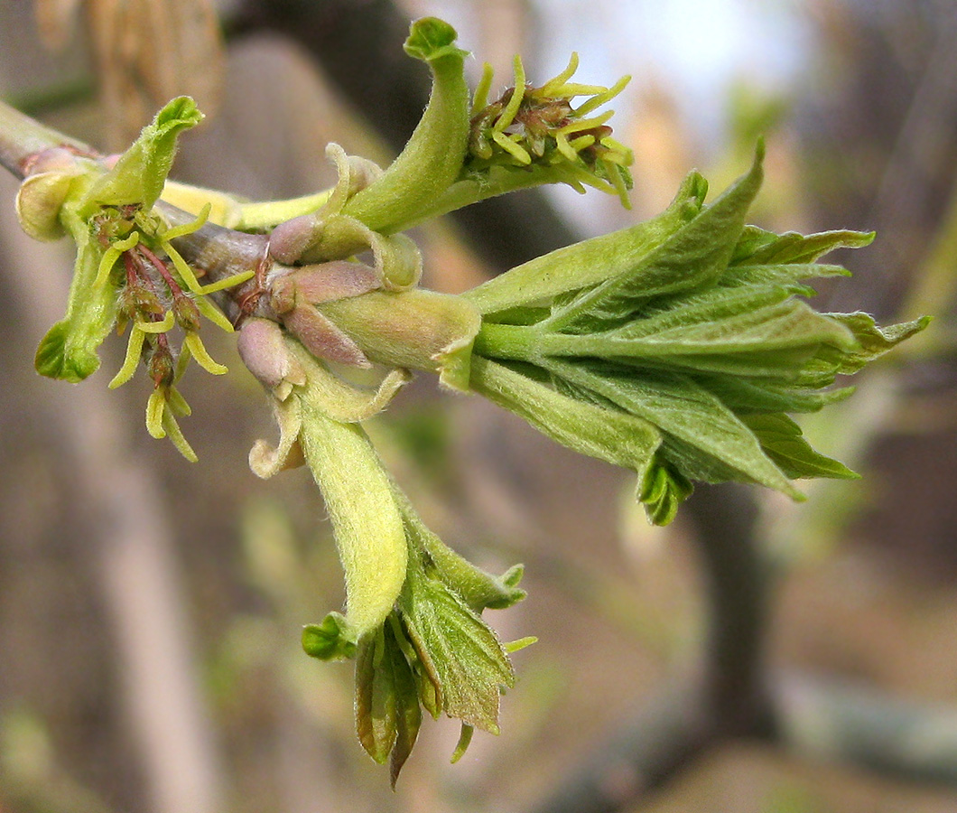 Image of Acer negundo specimen.