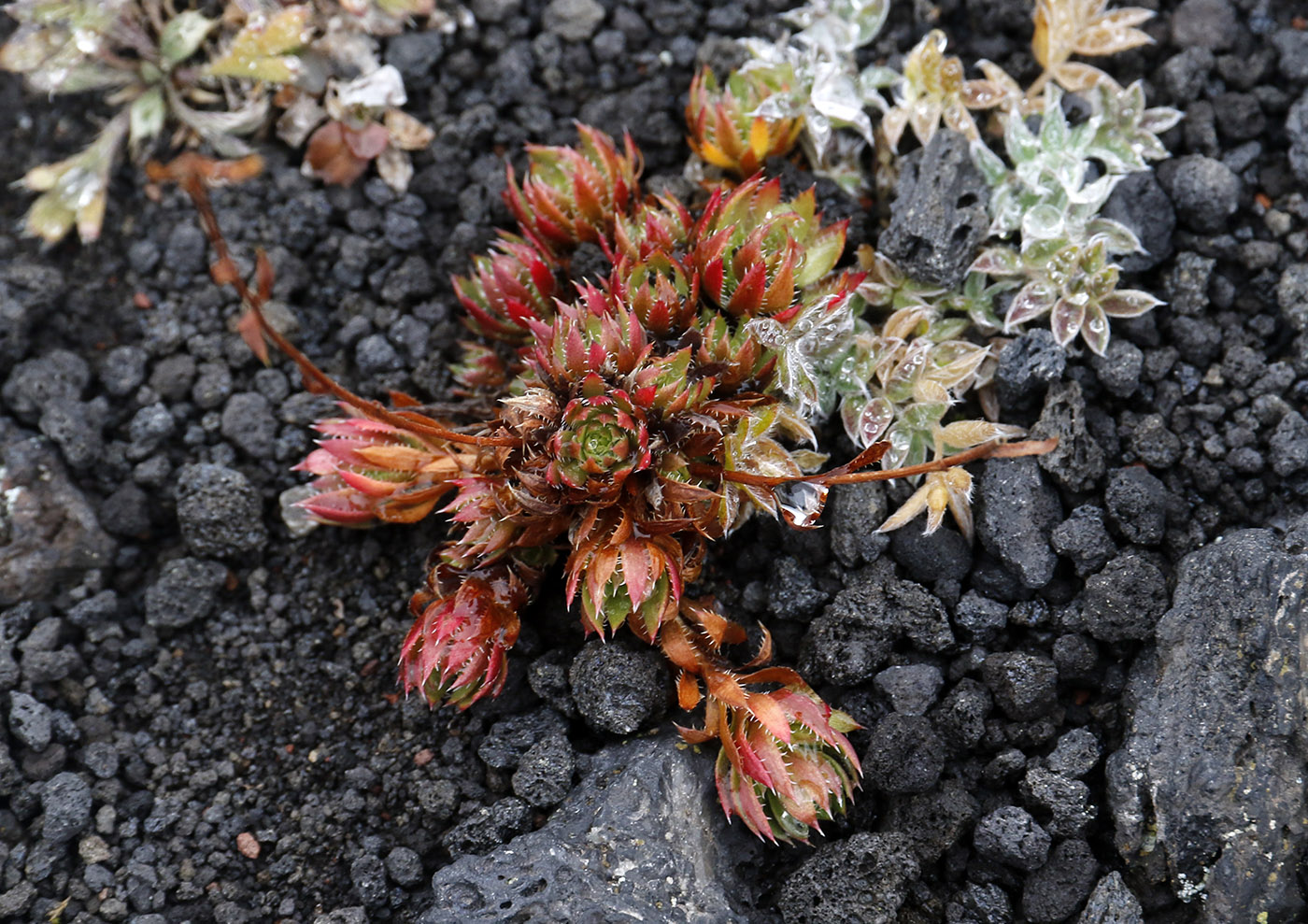 Image of genus Saxifraga specimen.